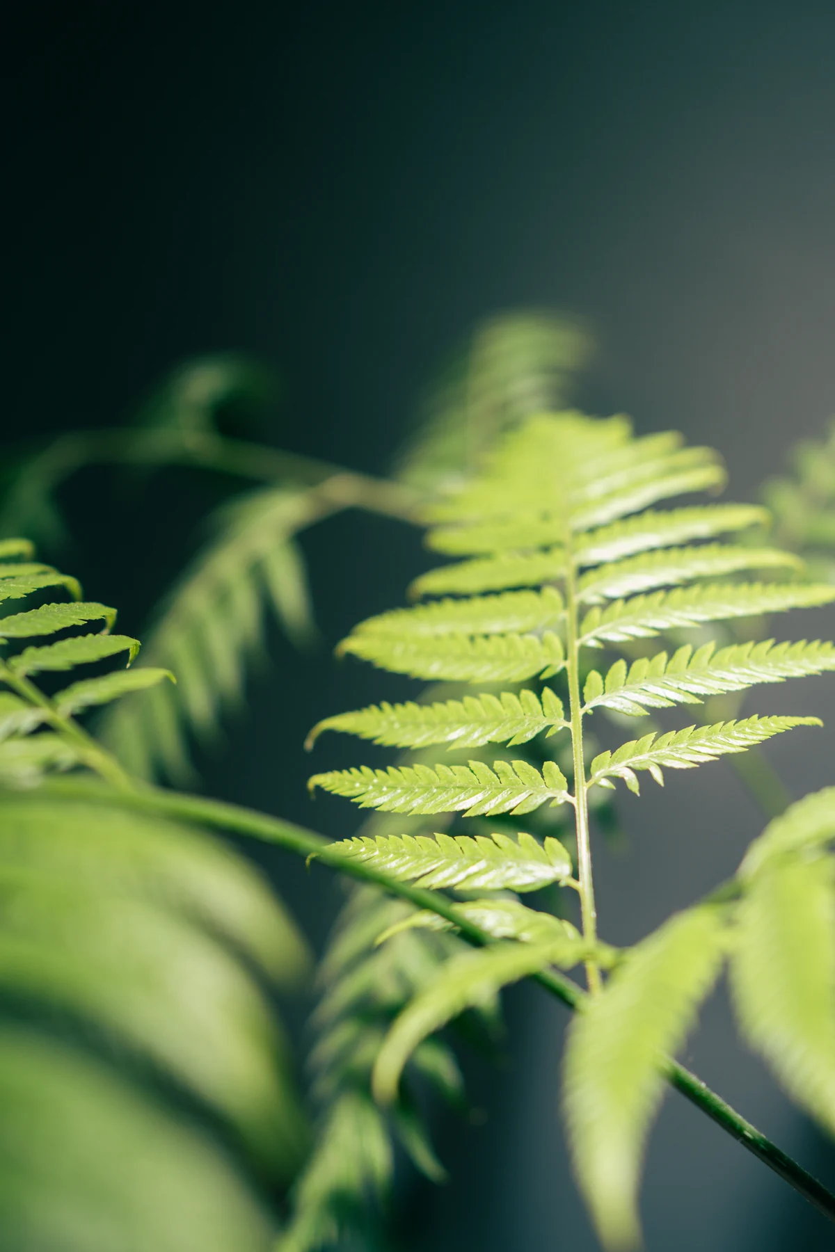 Fern detail at Plants Cafe