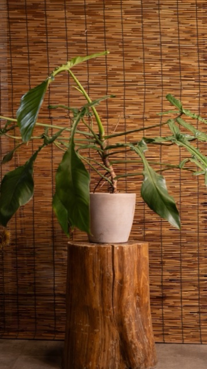 Plant on a wood pedestal at Plants Cafe