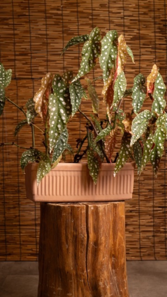 Spotted begonia on a wood pedestal at Plants Cafe