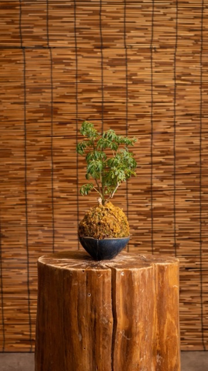 Small planted arrangement on a wood pedestal at Plants Cafe