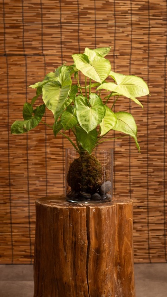 Moss-rooted plant arrangement on a wood pedestal at Plants Cafe