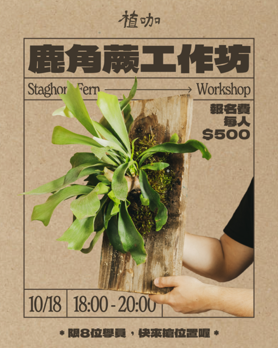 Plants Cafe staghorn fern workshop poster with mounted plant